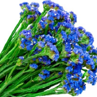 Статица выемчатая Синяя река 10 г, Hем Zaden