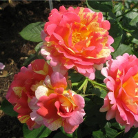 Роза Павиче око плетиста