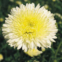 Астра китайская Принцесса Бенари 1000 семян желтая, Benary flowers