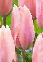 Тюльпан триумф Jacuzzi (10307)