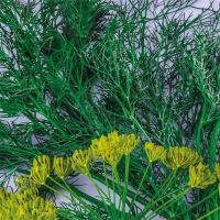 Кріп Грибовський на вагу, Агролінія