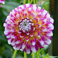 Георгина Hawaii NL высокорослая, De Ree