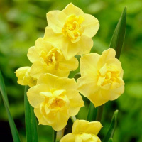 Нарцисс Yellow Cherfulness 2 шт многоцветковый De Ree (10446)