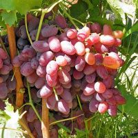 Саженцы винограда Роза ранняя