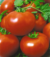 Томат Полфаст F1 5 г для переработки кустовой ранний, Bejo Zaden