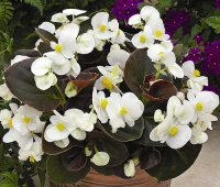 Бегония Бада Бинг F1 1000 дражированных семян белая, Syngenta Flowers
