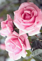 Роза Етюд плетиста