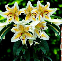 Лилия Auratum горшечная (11214), De Ree