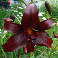 Лилия LO гибрид Night Flyer, De Ree