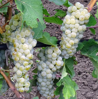 Саджанці винограду Йоханнітер