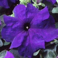 Петуния Танго F1 1000 дражированных семян синяя, Hem Genetics