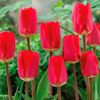 Тюльпан Fostery King 3 шт триумф, De Ree 