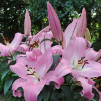 Лилия Macerata гигант высокорослая, De Ree