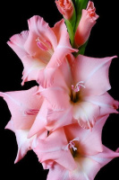 Гладиолус Mike мини серии Glamini (10101), De Ree