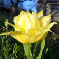 Тюльпан  Monte Sweet 3 шт махровый, De Ree 