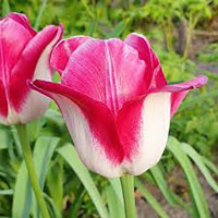 Тюльпан Alectric 3 шт триумф, De Ree 