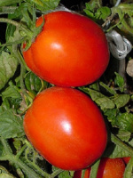 Томат Дуал Плас F1 1000 семян для перерабоки кустовой ультраранний, Seminis