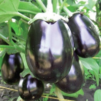 Баклажан Перфекшен F1 1000 шт среднеранний, United Genetics