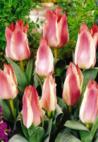 Тюльпан Diantha 3 шт грейга,De Ree (10228) 