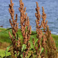 Суданка Билявка на развес, Агролиния