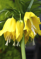 Фритиллярия Lutea (10333)