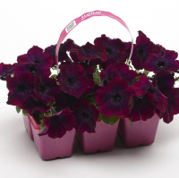 Петуния Изи Вейв F1 100 дражированных семян ампельная бургунди, Pan American flowers