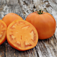 Томат Солидо F1 желтый низкорослый 500 семян, Kitano Seeds