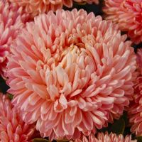 Астра Сиринга лососевая, 1 г, Satimex