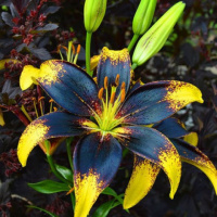 Лилия Lion Heart Tango азиатская, De Ree