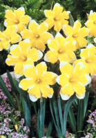 Нарцис Cassata Split Corona (10200)