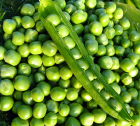 Горох Болеро F1 500 г ранній, May Seed