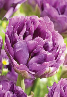 Тюльпан махровый Chato (10312)