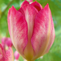 Тюльпан  Flaming Purissima 3 шт гибрид Фостера, De Ree