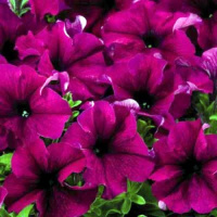 Петуния Аладдин F1 1000 дражированных семян бургунди, Benary flowers