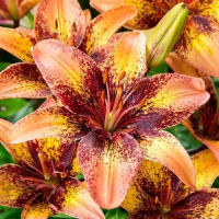 Лилия Tribal Dance азиатская, De Ree