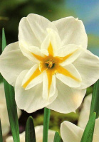 Нарцис Lemon Beauty Split Corona (10201)