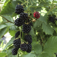 Ожина Натчез рання