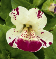 Мимулюс Мистик F1 кремовый с точкой 100 дражированных семян, Sakata