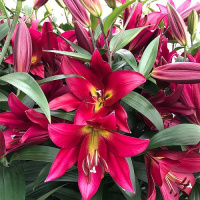 Лилия Touchstone гигант высокорослая, De Ree