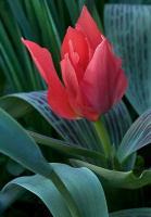 Тюльпан Ali Baba 3 шт грейга,De Ree (10227)