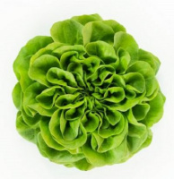 Салат Аквіно 1000 дражованого насіння саланова мультиліф, Rijk Zvaan