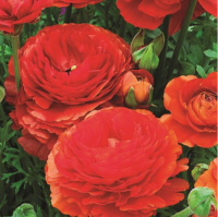 Лютик азиатский Мэджик F1 50 дражированных семян красный, Syngenta Flowers