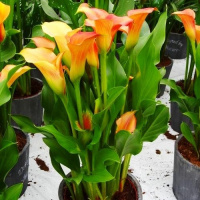 Калла Mercedes великоквіткова, De Ree