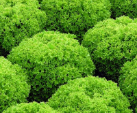 Салат Локарно 1000 насіння лолла біонду, Rijk Zvaan