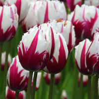 Тюльпан Rem's Sensation 3 шт триумф, De Ree 