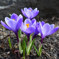 Крокус  Grand Maitre крупноцветковый (10508)