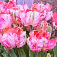 Тюльпан Elsenburg 3 шт попугаевидный, De Ree (10526)