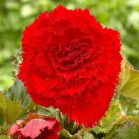 Бегония Темно-красная фимбриата, De Ree