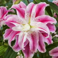 Лилия Sweet Rosy ориентальная махровая, De Ree