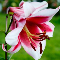 Лилия Friso LO гигант высокорослая, De Ree